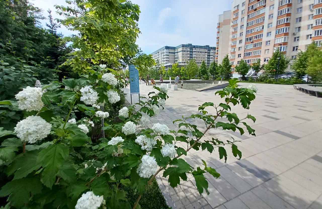 Красивые места Казани где есть белые цветы весной на Бульваре Белые Цветы. 