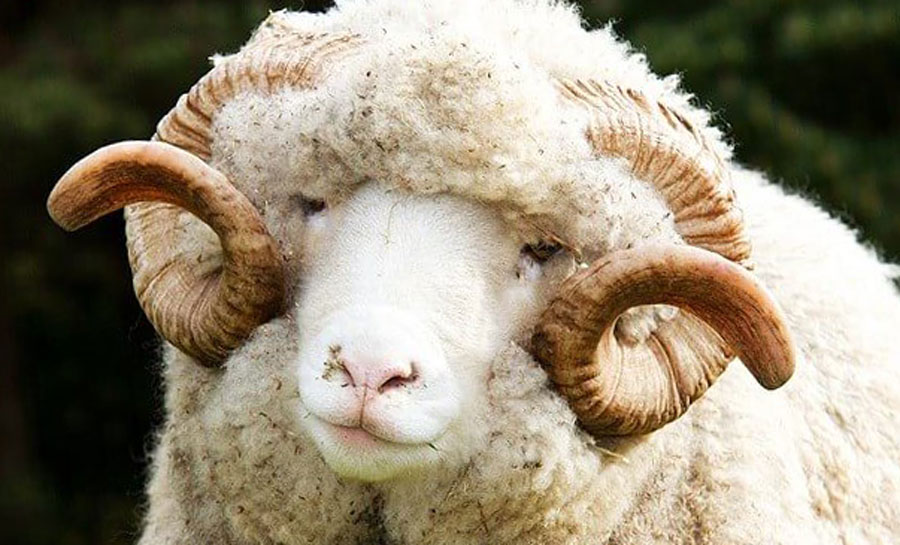 Овца породы меринос